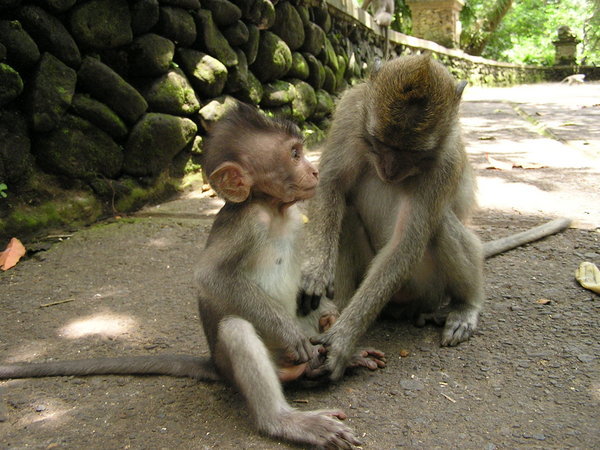 Monkeys in Monkey forest, Ubud