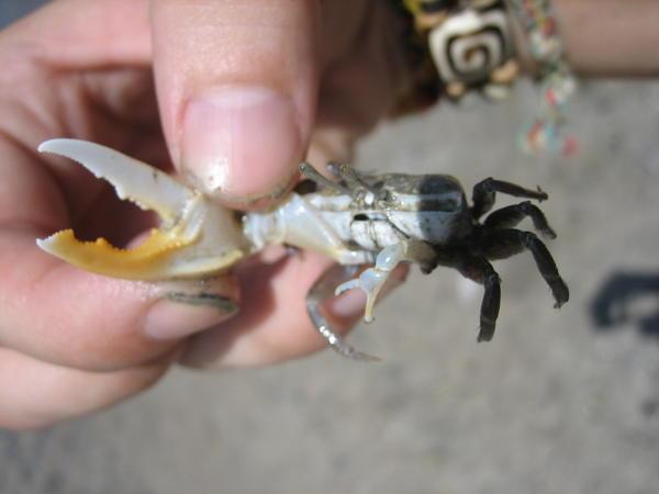 Fiddler Crab...funny little dudes