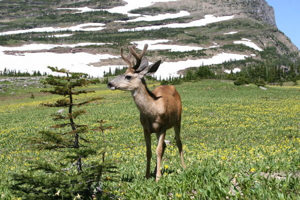 mule deer at Logan Pass