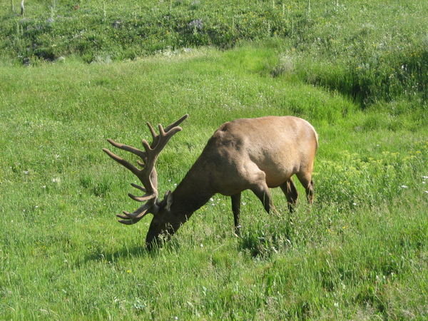 Elk on side of road