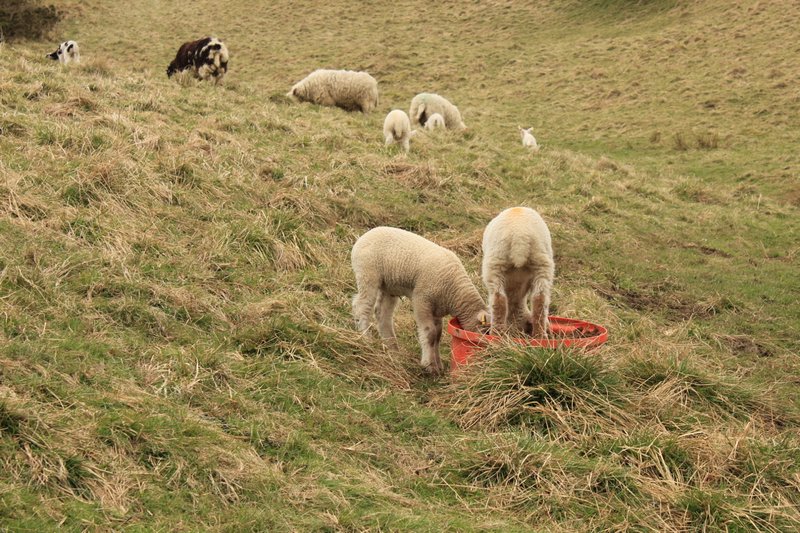 Sometimes, it is just easier to stand on your breakfast bowl...