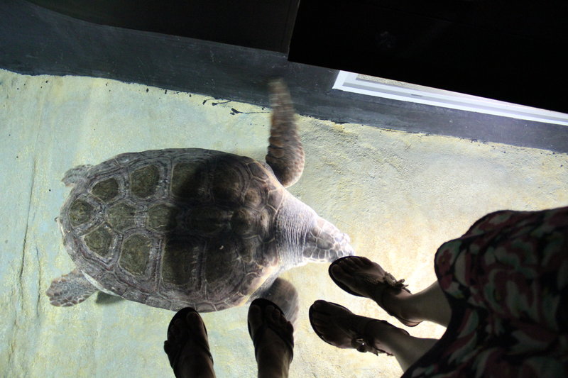Standing on top of the giant turtle
