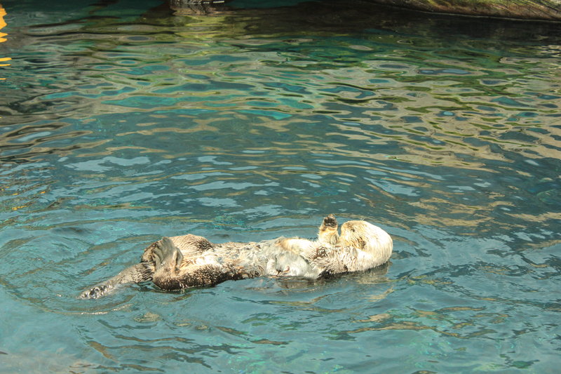 An otter, just like the ones in the Vancouver aquarium
