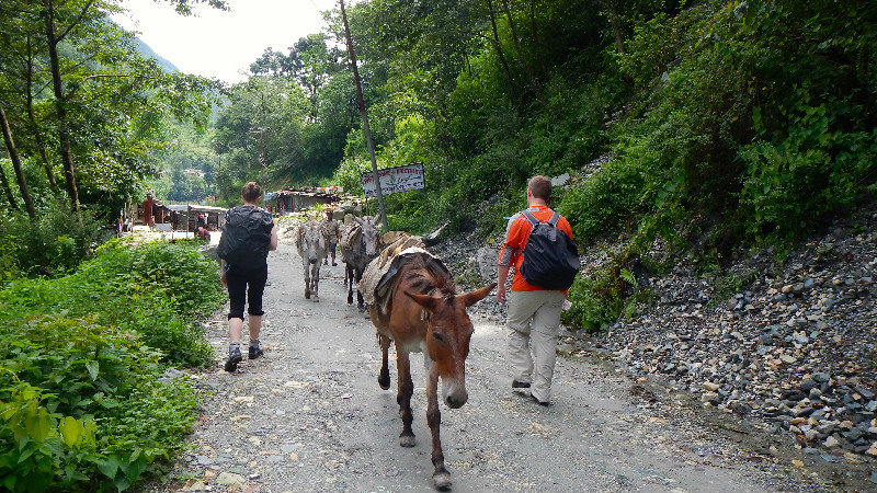 Donkeys: The Work Horses of the Mountains
