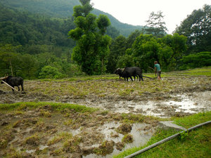 Ploughing the rice paddies