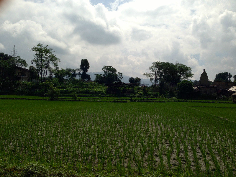 Rice Fields in Bhaktapur