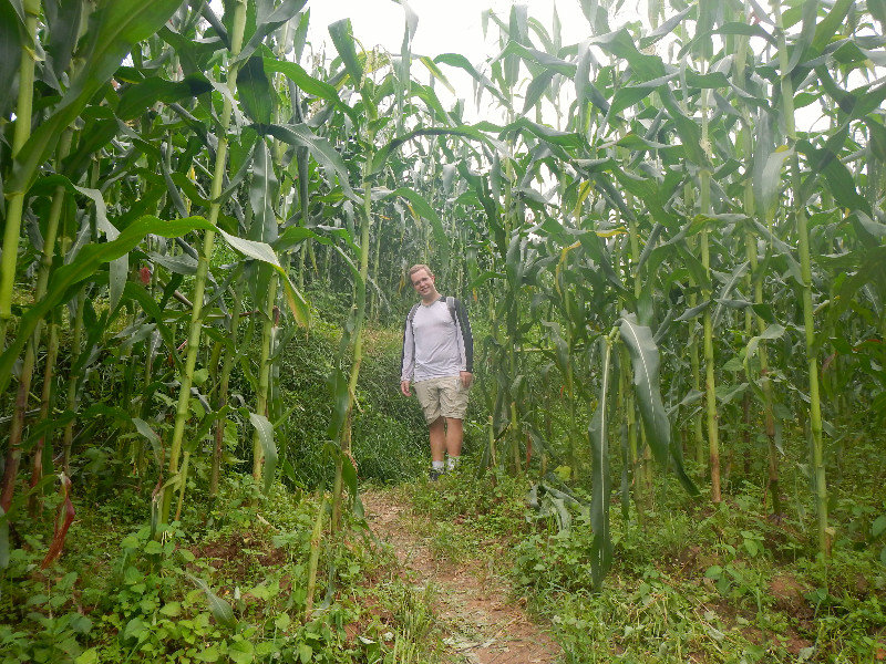 Into the Corn Field
