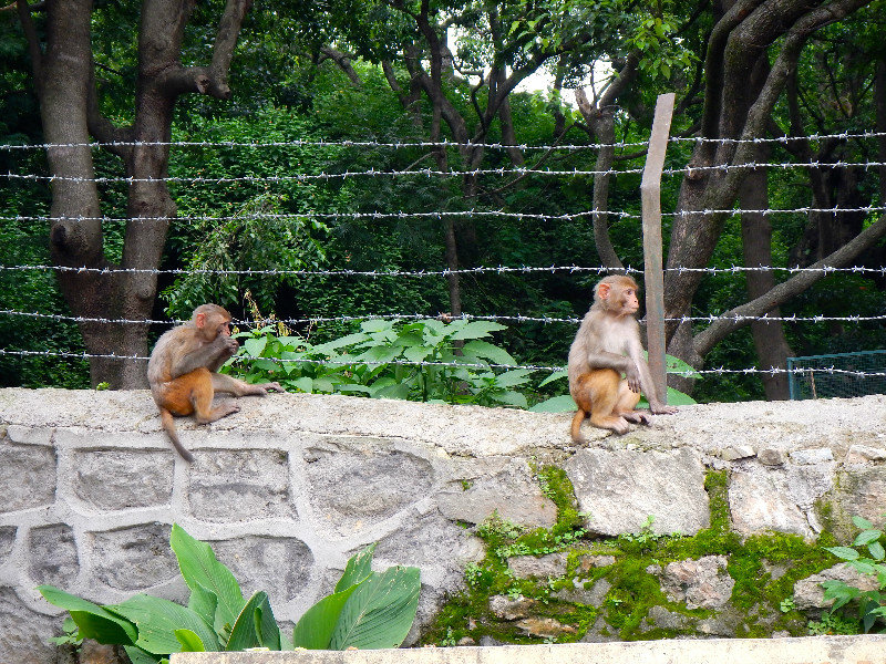 Monkeys on the road on the way to Pashupatinath