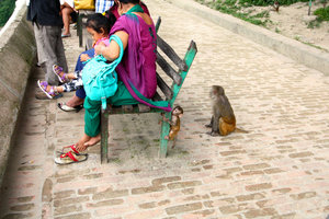 The real bosses of Pashupatinath are the Monkeys