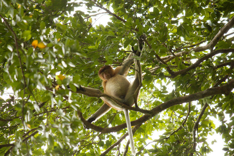 It Almost Looks Like The Proboscis Monkey Is Going To Pee On Your Head