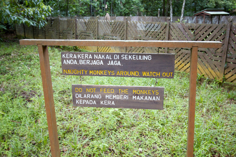 Watch Out For Naughty Monkeys!!!