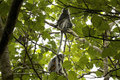 The Silver Langurs Have Such Amazingly Long Tails