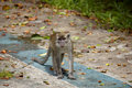 Long-Tailed Macaque On The Prowl