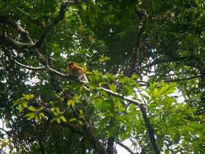 Curious Proboscis Monkey Peeking Out