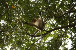 First Glance Of A Proboscis Monkey Way Up!