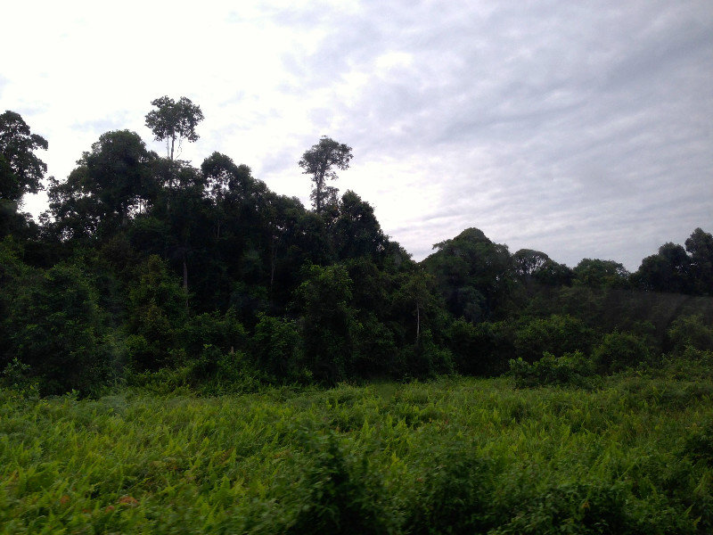 The View Of Borneo From The Bus