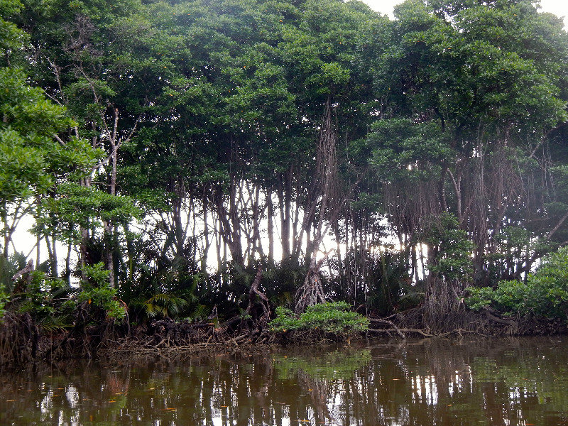 More Mangroves