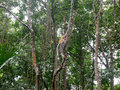 Proboscis Monkeys In The Tree