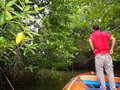 Searching For Animals In The Mangroves