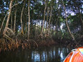 Approaching The Mangroves