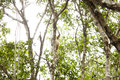 Climbing Proboscis Monkey