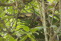 Monitor Lizard- Can You See Me?