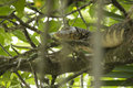 A Monitor Lizard Sleeping In The Tree