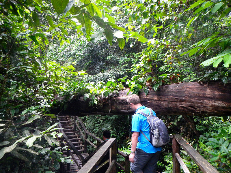 A Walk Through Ulu Temburong National Park
