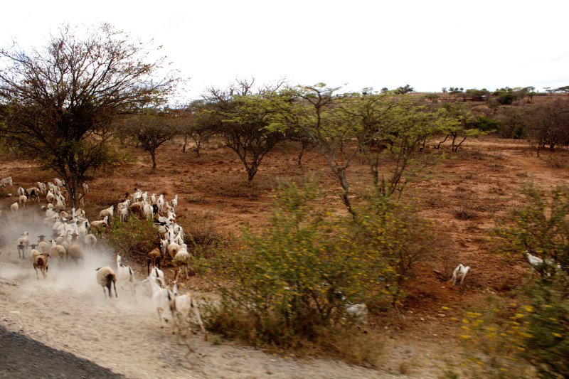 Goats in Tanzania