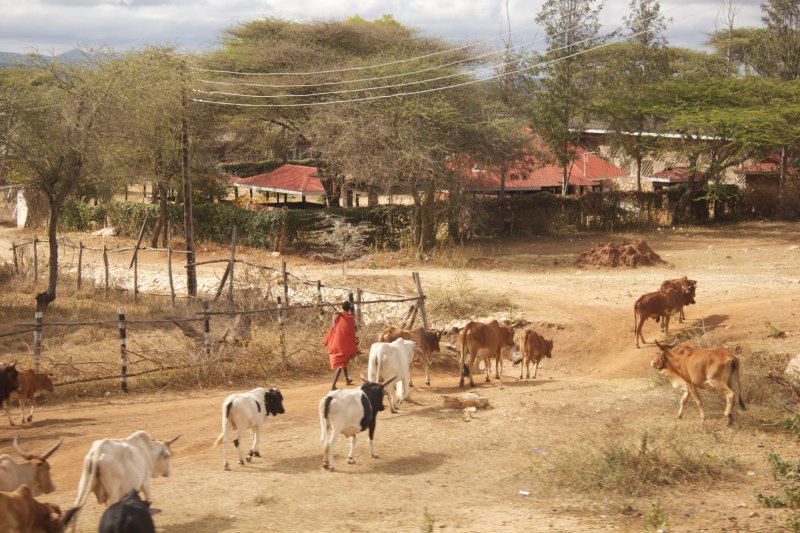 A Masai man managing his cattle