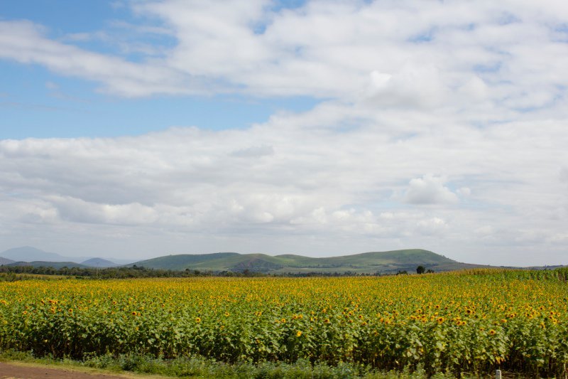 The landscape outside of Arusha: lots and lots of sunflowers!