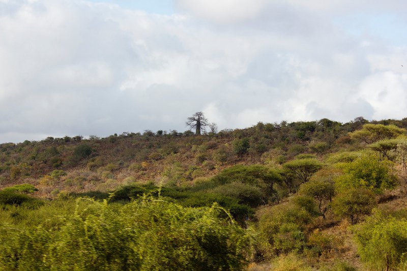 A baobab tree in the distance