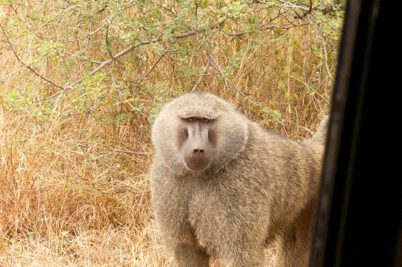Very close Baboons!