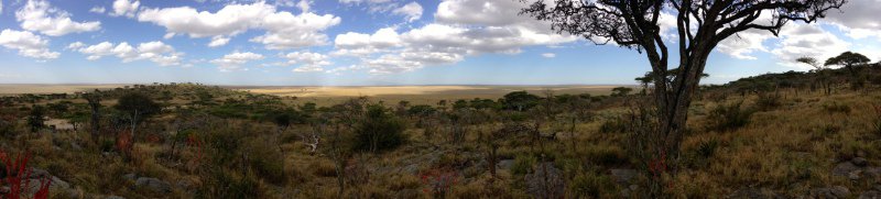 Serengeti landscape