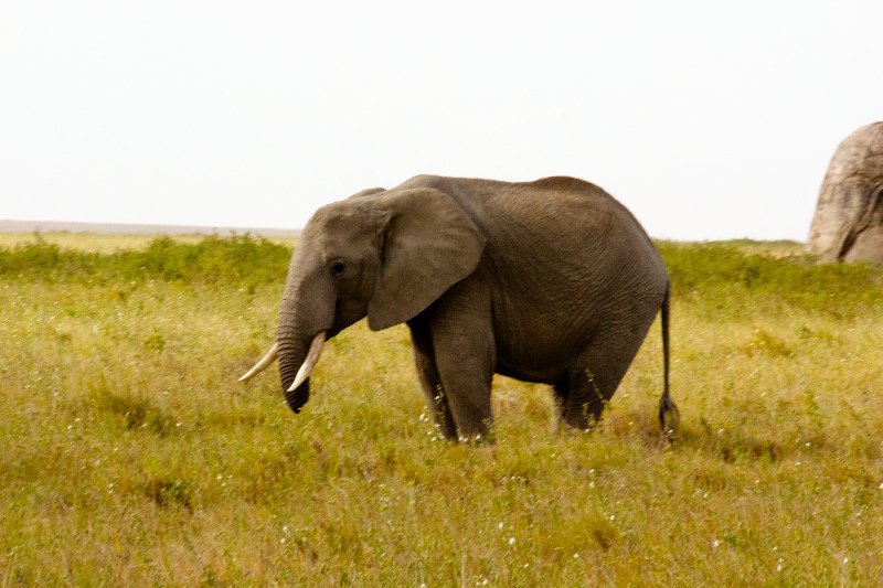 Elephant with a short trunk