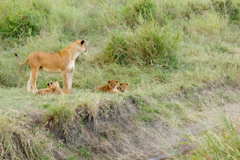A mamma and her cubs