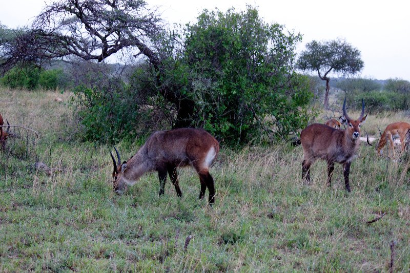 Antelope - Possibly Tsessebe