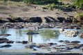 Heap of hippos hiding from the heat