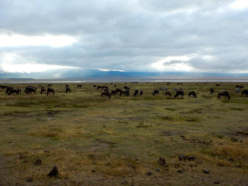 A crowd of zebra and wildebeest