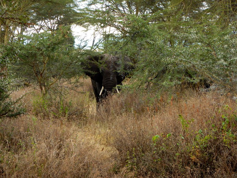 An elephant hides in the crater's forest