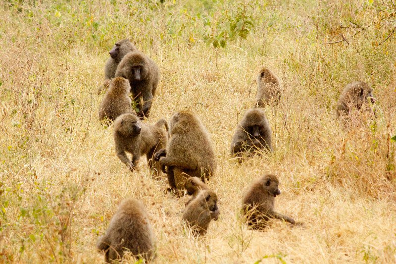 A Troop of Baboons