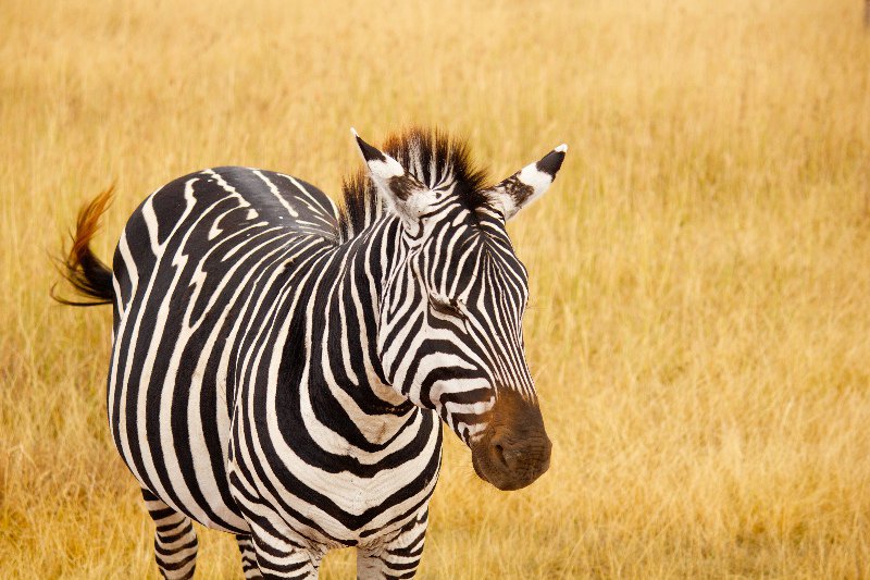 A beautiful zebra