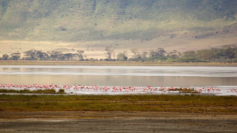 Some flamingos wading in the water