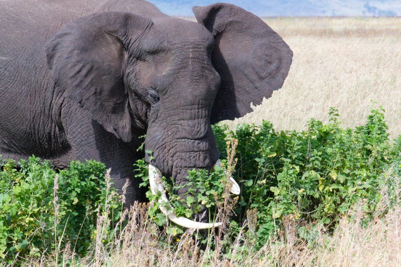 An elephant eats