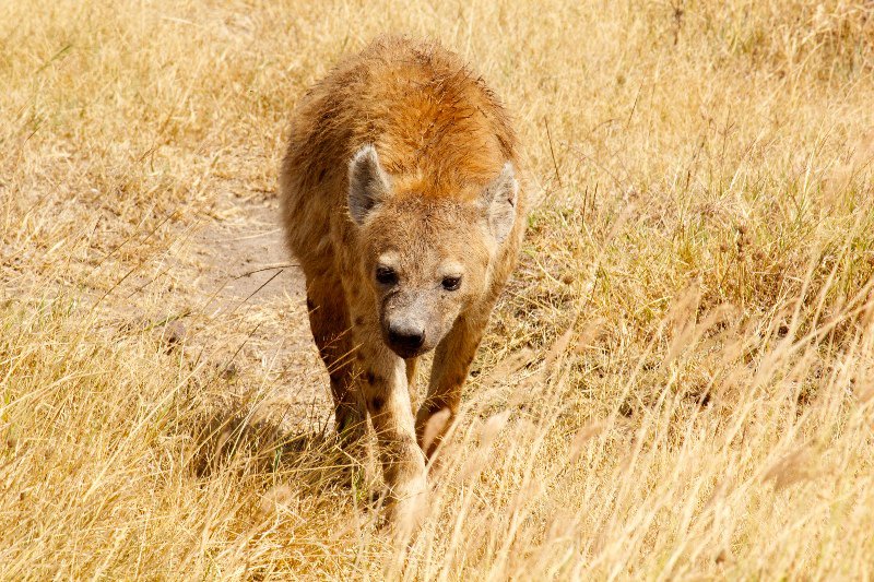A hyena looking for it's next meal