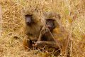 Some more baboons hanging out