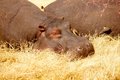 Close up of some hippos