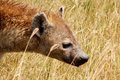 Close up of the hyena