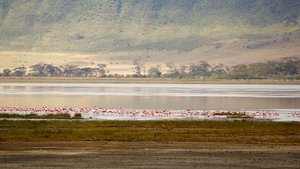Some flamingos wading in the water