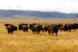 A group of buffalo